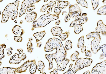 Cyclophilin E/PPIE Antibody (monoclonal, 4I9)