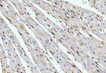 Cyclophilin E/PPIE Antibody (monoclonal, 4I9)