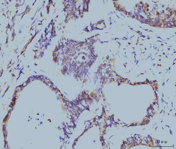 Cyclophilin E/PPIE Antibody (monoclonal, 7F2)