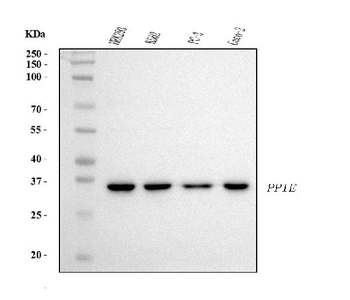 Cyclophilin E/PPIE Antibody (monoclonal, 7F2)