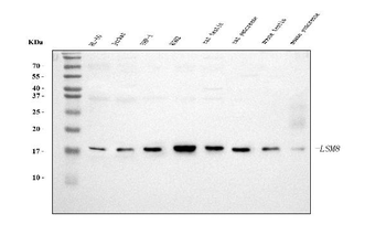 LSM8 Antibody (monoclonal, 6B11)