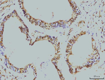 RPA32/RPA2 Antibody (monoclonal, 3B2E9)