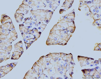 Annexin VI Antibody (monoclonal, 4C4)