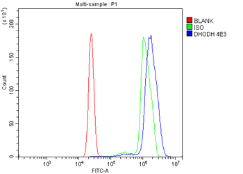 DHODH Mouse Monoclonal Antibody