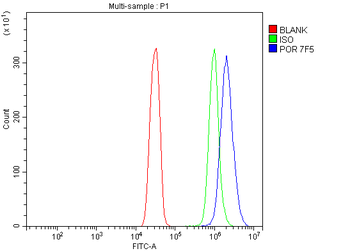 POR Mouse Monoclonal Antibody