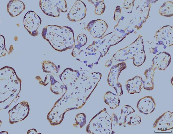 EIF4A1 Antibody (monoclonal, 3F11)