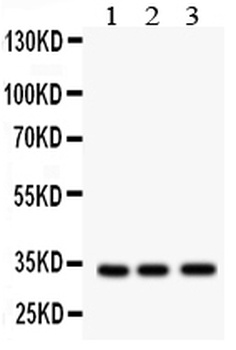 MPG Rabbit Polyclonal Antibody