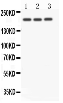 NOTCH4 Rabbit Polyclonal Antibody