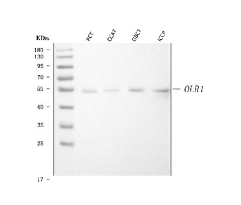 LOX 1/OLR1 Rabbit Polyclonal Antibody