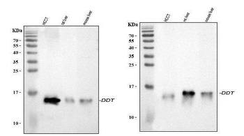 D-dopachrome decarboxylase DDT Rabbit Polyclonal Antibody