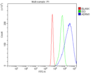 ADRM1/ARM-1 Antibody
