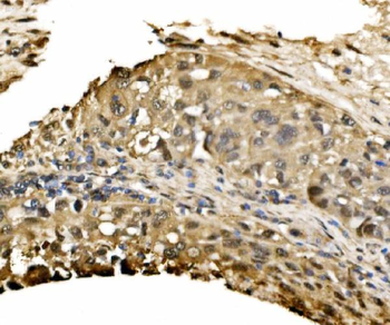 ADRM1/ARM-1 Antibody