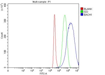 BACH1.3/BACH1 Rabbit Polyclonal Antibody