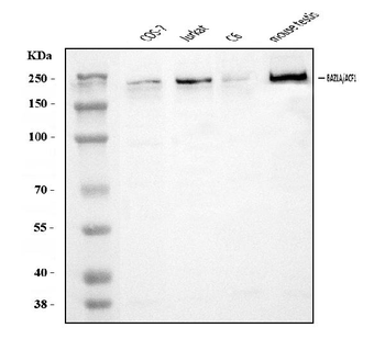 ACF1/BAZ1A Rabbit Polyclonal Antibody