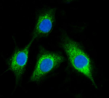 BCKDHA Antibody