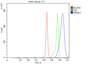 BRSK2 Rabbit Polyclonal Antibody