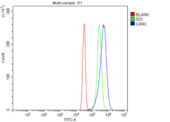 Calnexin/CANX Antibody