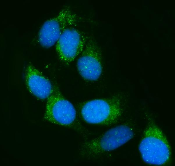Calnexin/CANX Antibody
