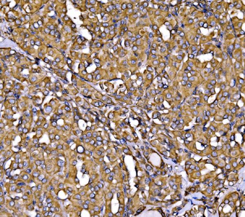 Calnexin/CANX Antibody