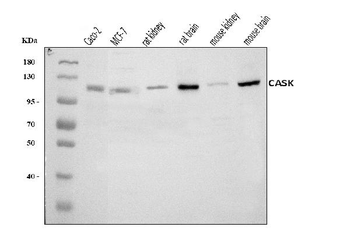 CASK Rabbit Polyclonal Antibody