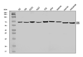 CBS Antibody