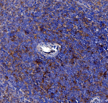 Cd163 Rabbit Polyclonal Antibody