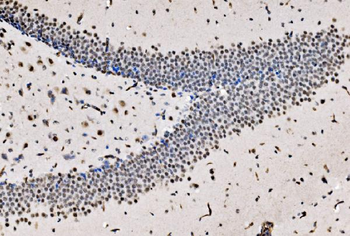 CPSF6 Antibody
