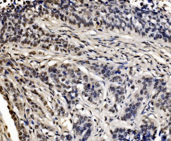 CPSF6 Antibody