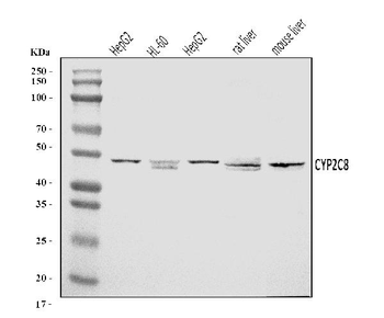 CYP2C8 Rabbit Polyclonal Antibody