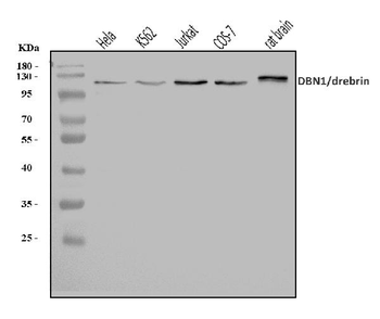 Drebrin/DBN1 Antibody