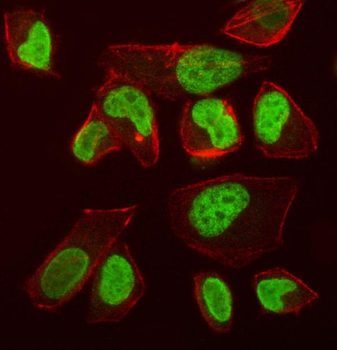 VPRBP/DCAF1 Antibody