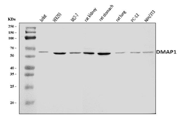 DMAP1 Antibody