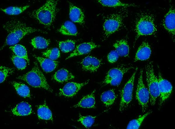 DNAJC11 Antibody
