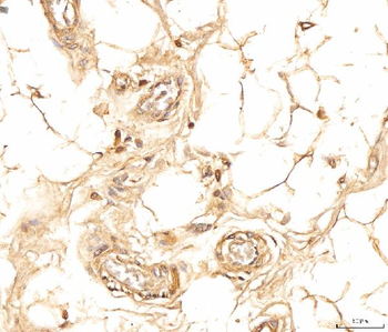 EIF4B Rabbit Polyclonal Antibody