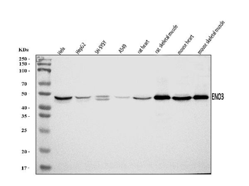 ENO3 Antibody