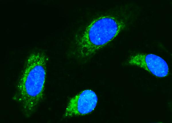 CD89/FCAR Antibody
