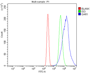 NOLA1/GAR1 Antibody