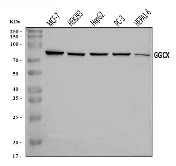 GGCX Antibody