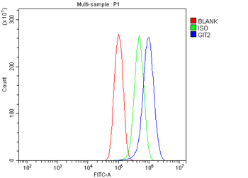 GIT2 Rabbit Polyclonal Antibody