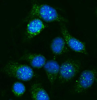 GNAL Rabbit Polyclonal Antibody