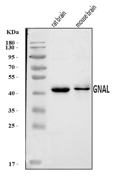 GNAL Rabbit Polyclonal Antibody