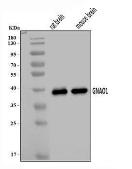 GNAO1 Rabbit Polyclonal Antibody