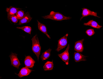 PIST/GOPC Rabbit Polyclonal Antibody