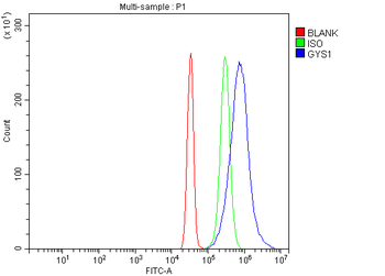 Glycogen synthase 1/GYS1 Antibody