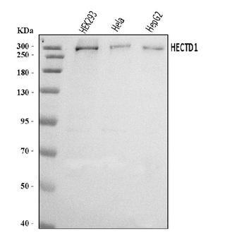 HECTD1 Antibody