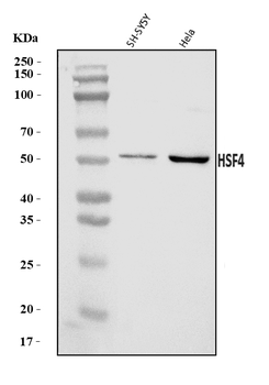 HSF4 Rabbit Polyclonal Antibody