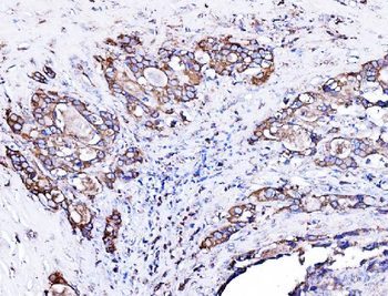 ORP150/HYOU1 Antibody