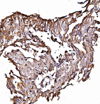 ORP150/HYOU1 Antibody