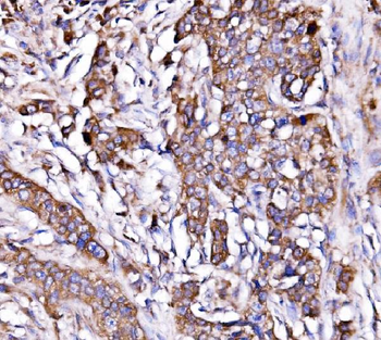 ORP150/HYOU1 Antibody