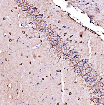 ORP150/HYOU1 Antibody